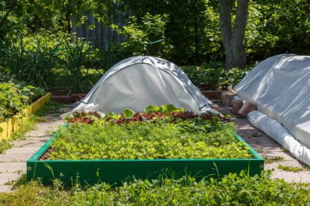 Grow Vegetables in Raised Beds Image
